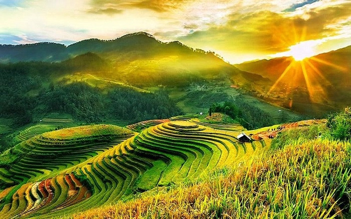 Vietnam’s Most Breathtaking Rice Harvest Landscapes