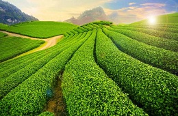 3D2N: Mai Chau-Moc Chau Private Tour: Your Ultimate Trip