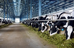 3D2N: Mai Chau-Moc Chau Private Tour: Your Ultimate Trip