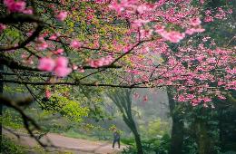 Ba Vi National Park-Summit & History Tranquil Discovery Tour