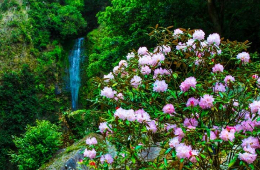 Bach Ma National Park: Vietnam’s Misty Mountain Retreat