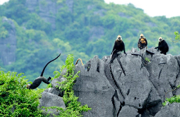 Lan Ha-Cat Ba 3D2N: Ultimate Exclusive Luxury Private Tour