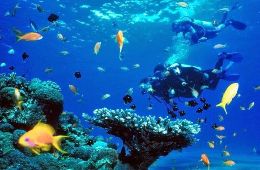 Cham Island Snorkeling Tour: A Paradise Day Trip