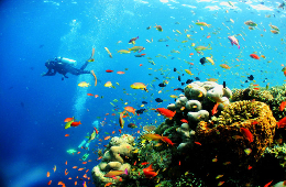 Nha Trang: Private Speedboat Luxury Island Tour