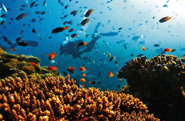Dive into Paradise: Explore Nha Trang Underwater World