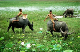 Hue: A Tour to the Peaceful Beauty of Tam Giang Lagoon & Countryside