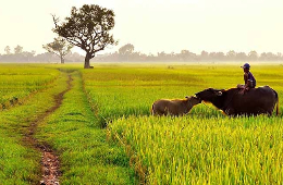 Hue: A Tour to the Peaceful Beauty of Tam Giang Lagoon & Countryside