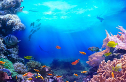 Nha Trang Sea Walking: Walk on the Ocean Floor!