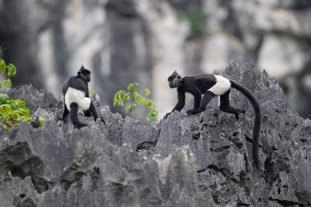 Ninh Binh 2D1N: Wonders, Heritage & Eco Private Tour