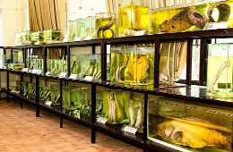 Cham Island Snorkeling Tour: A Paradise Day Trip